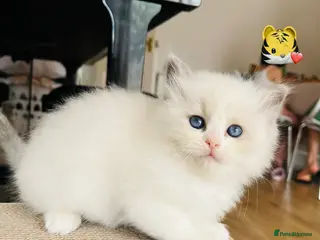 Ragdoll cats GCCF registered Ragdoll kitten - Advert 5
