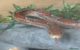 Corn Snake reptiles for sale: Adult Female Cornsnake with full set up  - Image 2