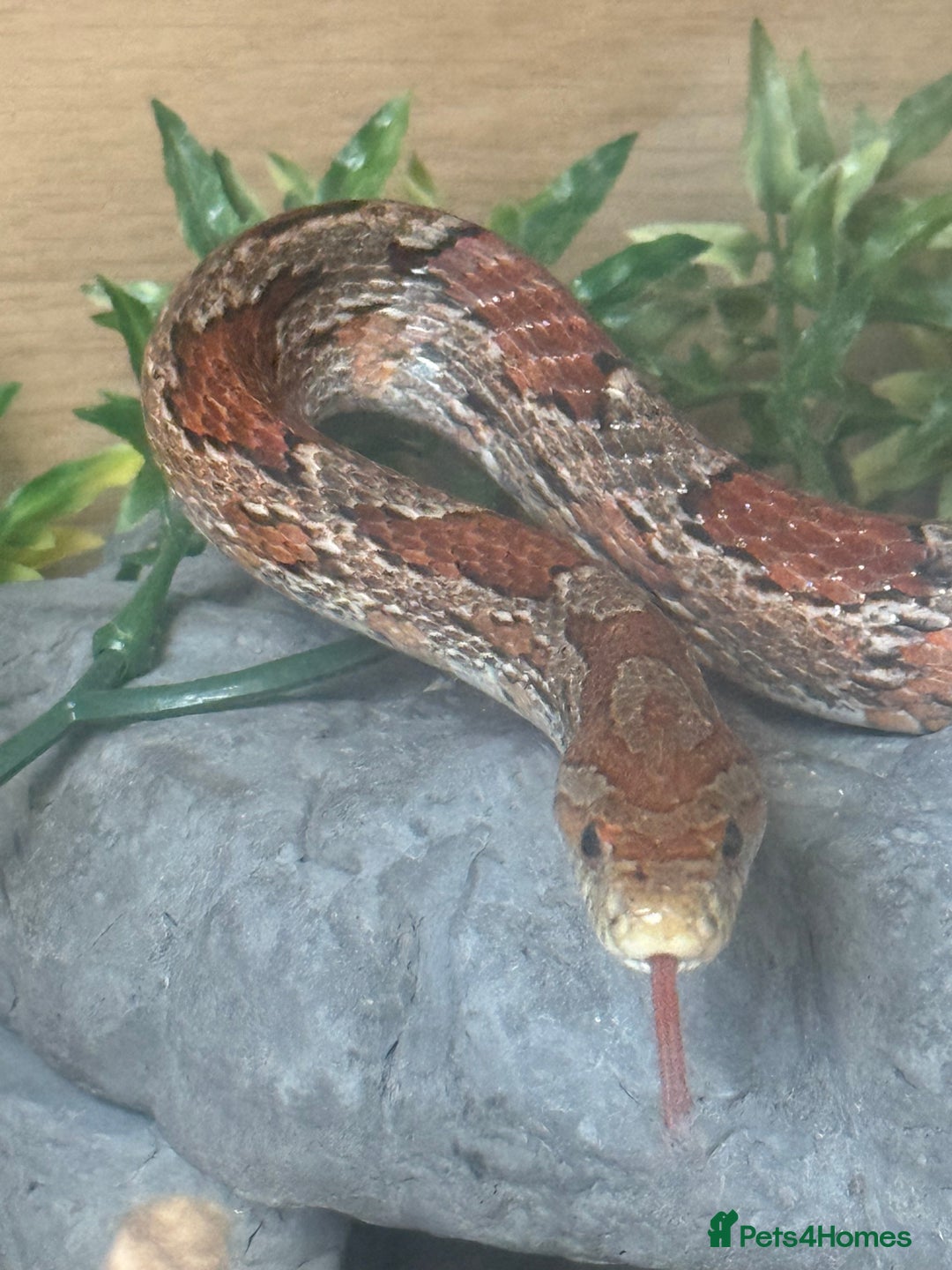 Corn Snake reptiles for sale: Adult Female Cornsnake with full set up  - Image 2