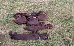 Sprocker dogs for sale: Sprocker pups  - Image 6