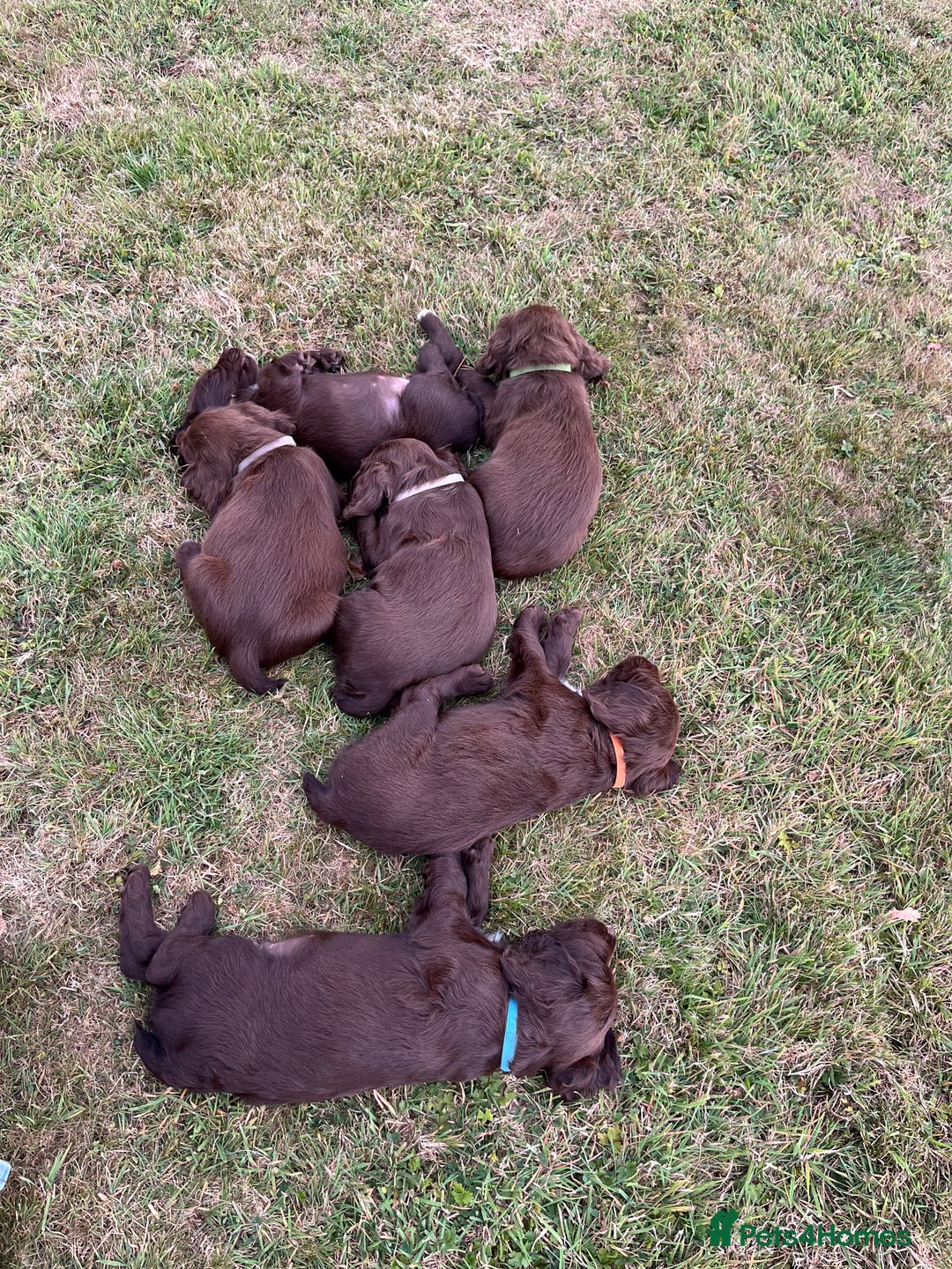 Sprocker dogs for sale: Sprocker pups  - Image 6