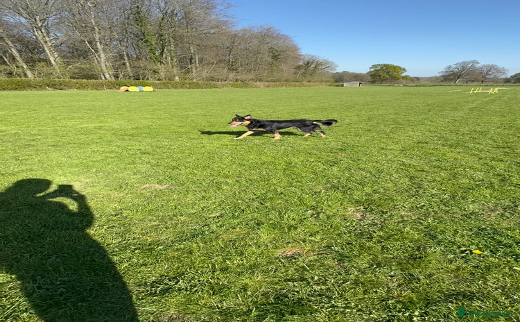 Welsh Collie dogs - Advert 1