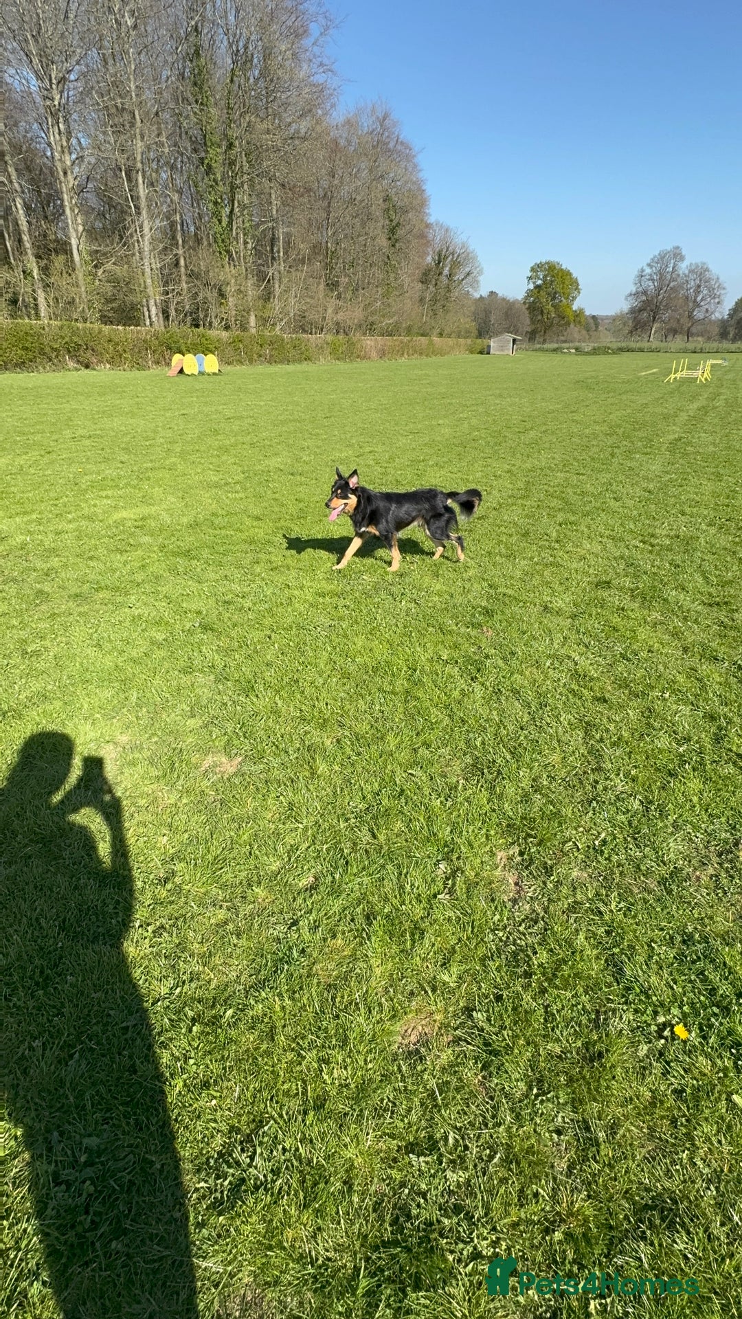 Welsh Collie dogs for sale: Beautiful Welsh Collie - Image 1