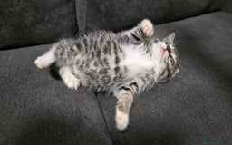 Mixed Breed cats for sale: Two kittens available - Image 9