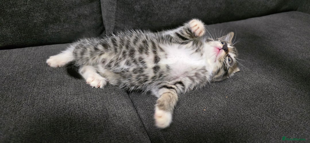 Mixed Breed cats for sale: Two kittens available - Image 9