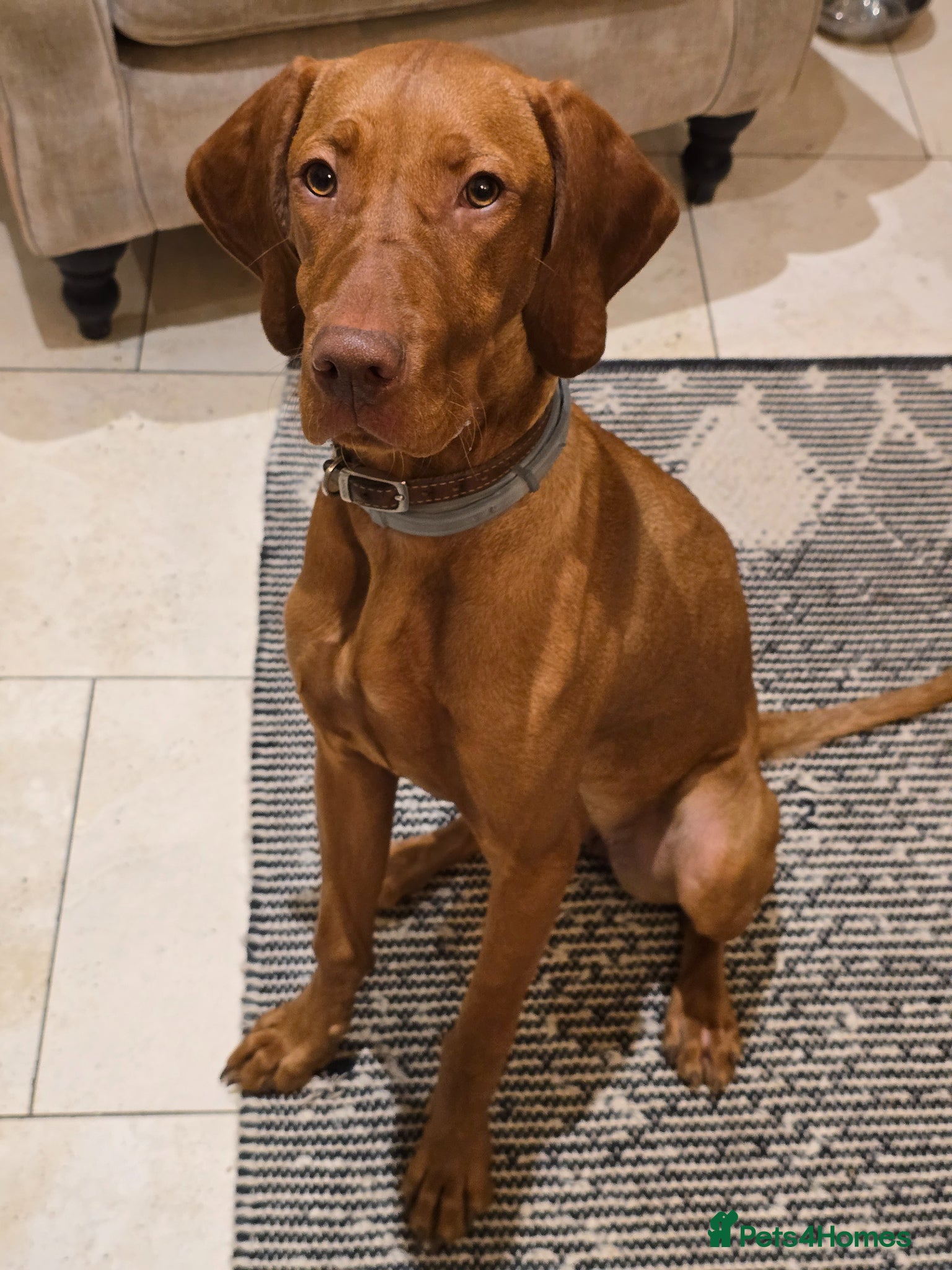 Hungarian Vizsla dogs for sale: Hungarian Vizsla Female, exceptional pedigree - Advert 1