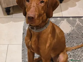 Hungarian Vizsla dogs Hungarian Vizsla Female, exceptional pedigree - Advert 2