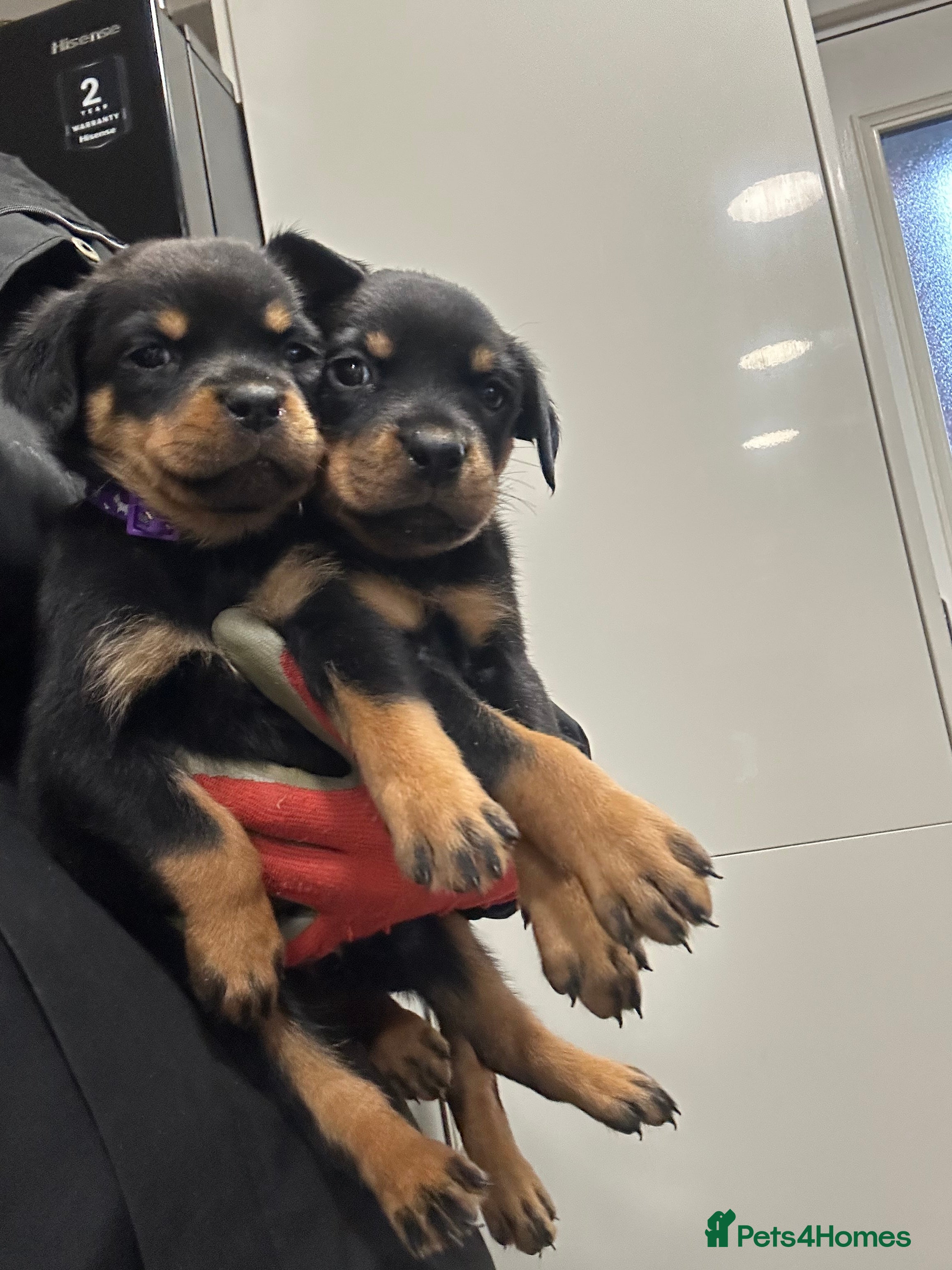 Rottweiler dogs Champion  bloodline Rottwiler Puppies  - Advert 8