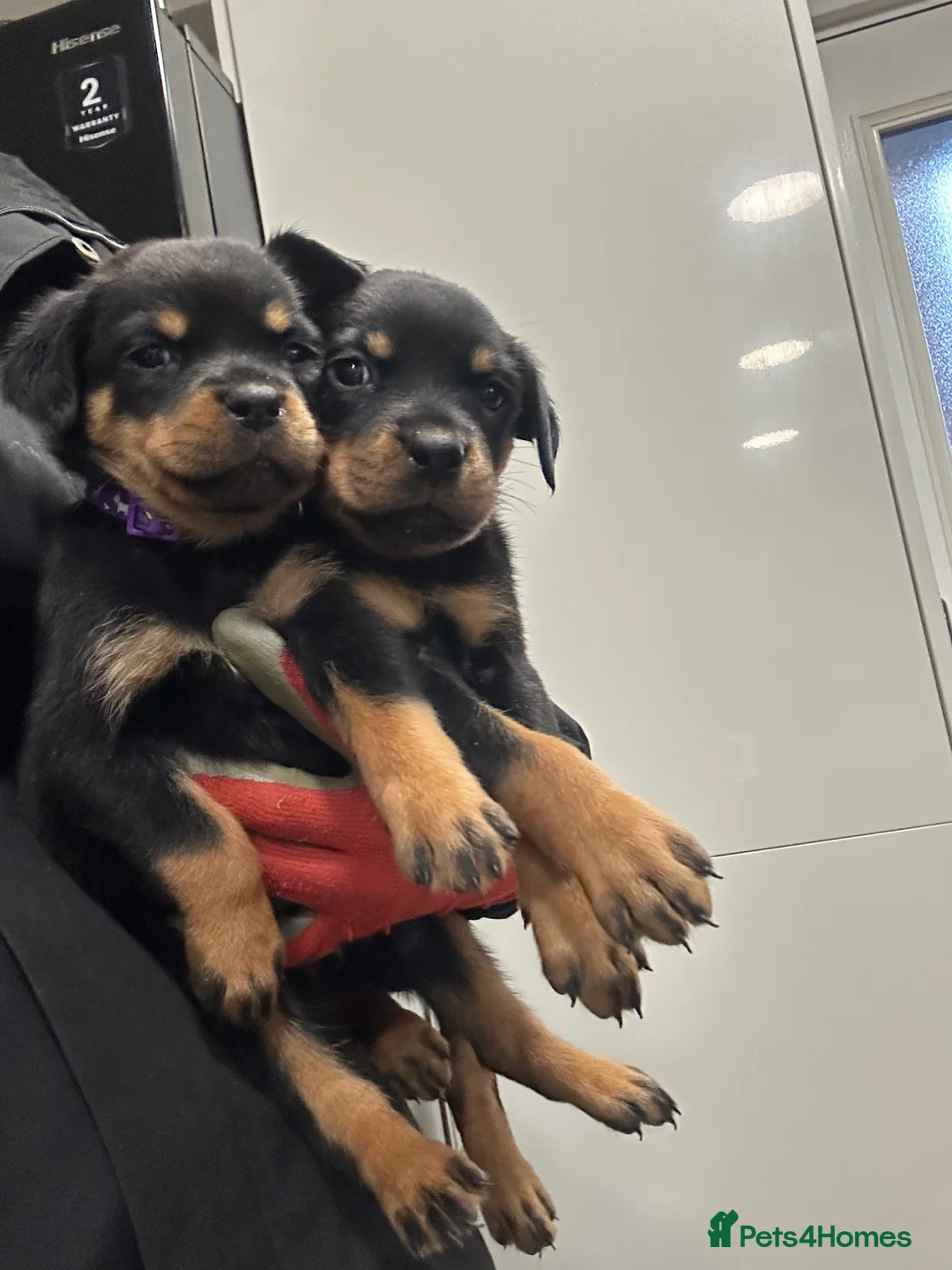 Rottweiler dogs for sale: Champion  bloodline Rottwiler Puppies  - Advert 3