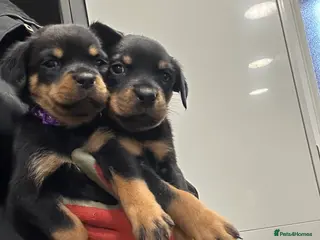 Rottweiler dogs Champion bloodline Rottwiler Puppies - Advert 3