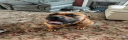 Boerboel dogs for stud: Boerboel male for stud - Advert 13