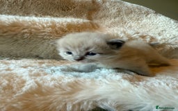 Ragdoll cats for sale: Beautiful mink point Ragdolls! 🩶🤍 - Image 21
