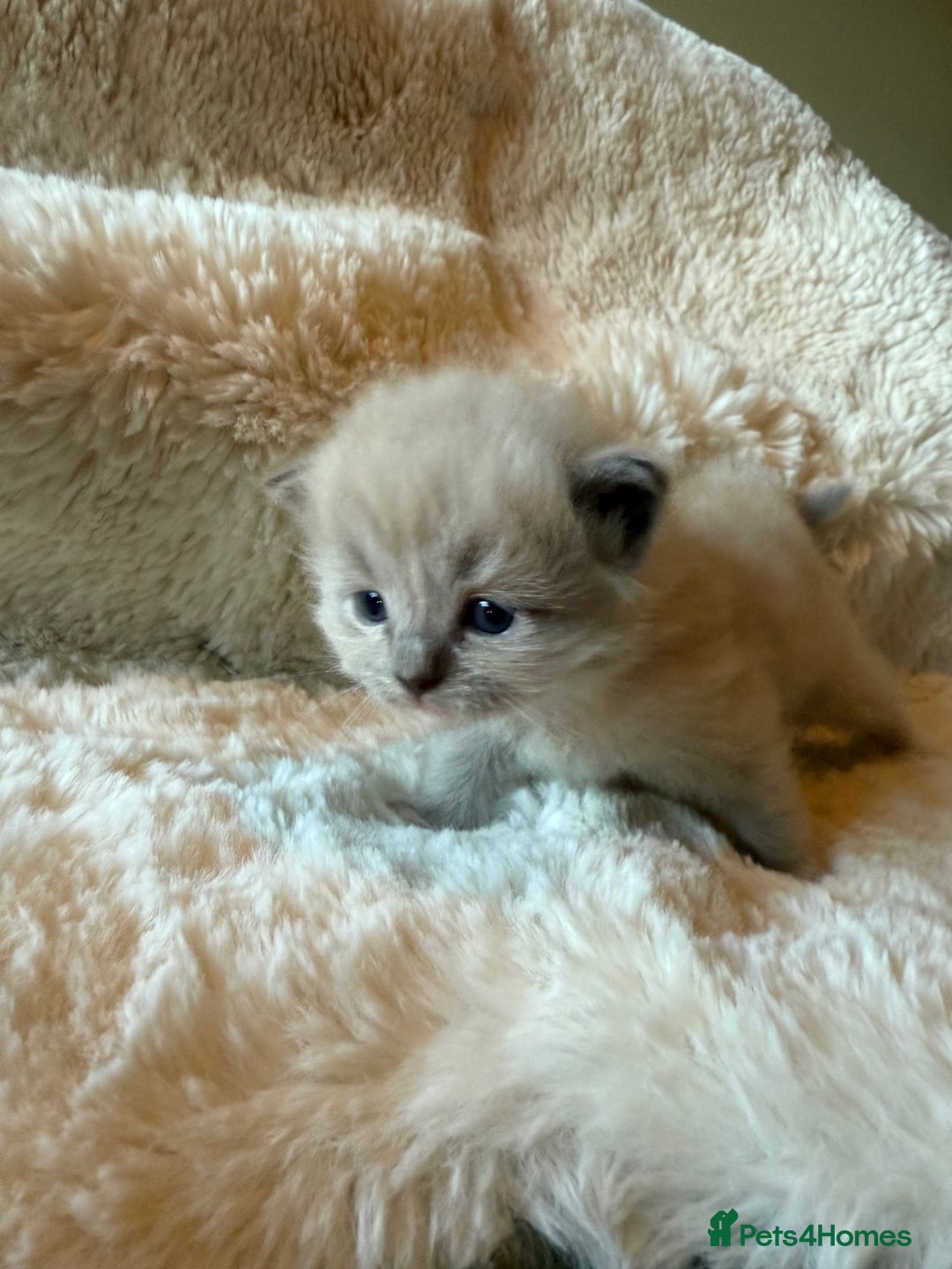 Ragdoll cats for sale: Beautiful mink point Ragdolls! 🩶🤍 - Image 21