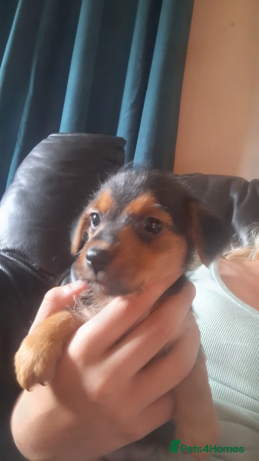 Mixed Breed dogs for sale: Norfolk x mini Dachs puppies - Advert 22