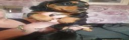 Dachshund dogs for sale: Beautiful girl Loves to be cuddled in Rotherham - Advert 2