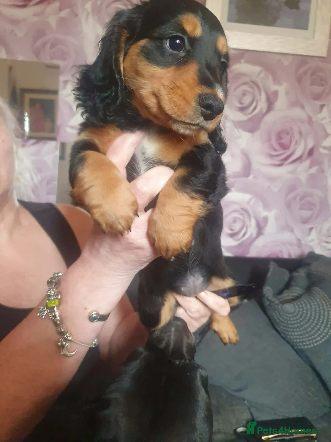 Dachshund dogs for sale: Beautiful girl Loves to be cuddled in Rotherham - Advert 2