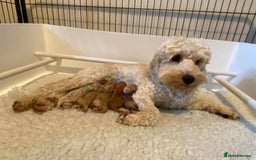 Toy Poodle dogs for stud: AT STUD KC REG TOY POODLE JAM  CLEAR DNA TESTS in High Wycombe - Image 12