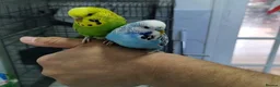 Budgerigars birds for sale: Silly hand tamed budgies  - Advert 7