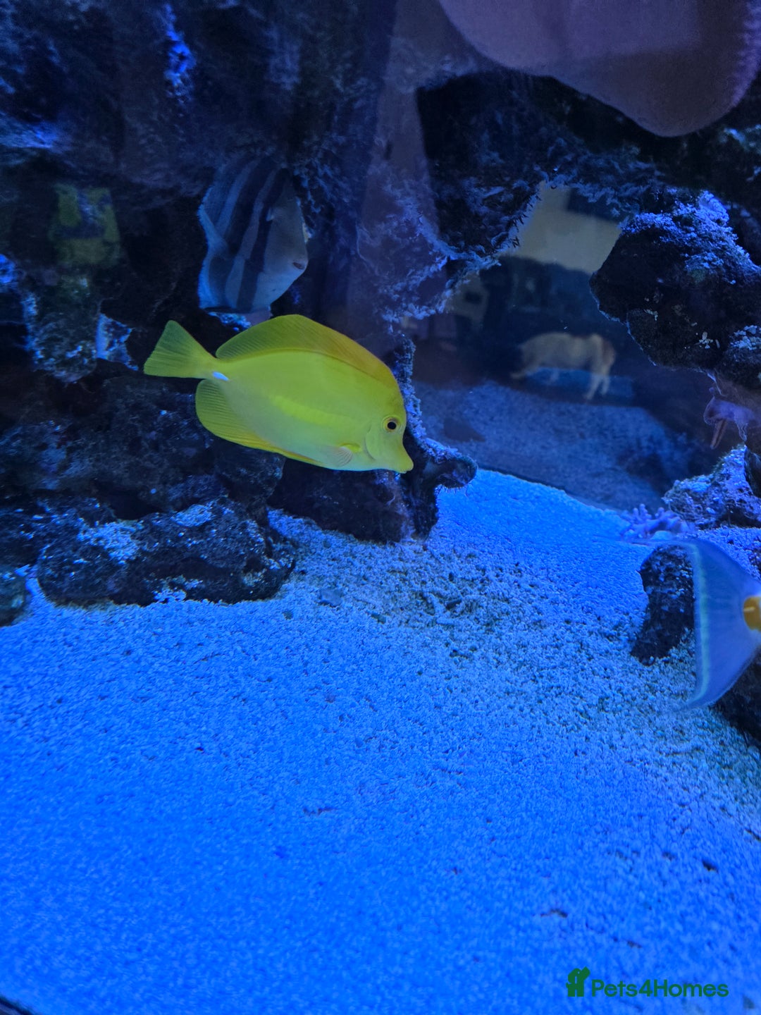Angelfish fish for sale: Marine fish and coral - Image 5