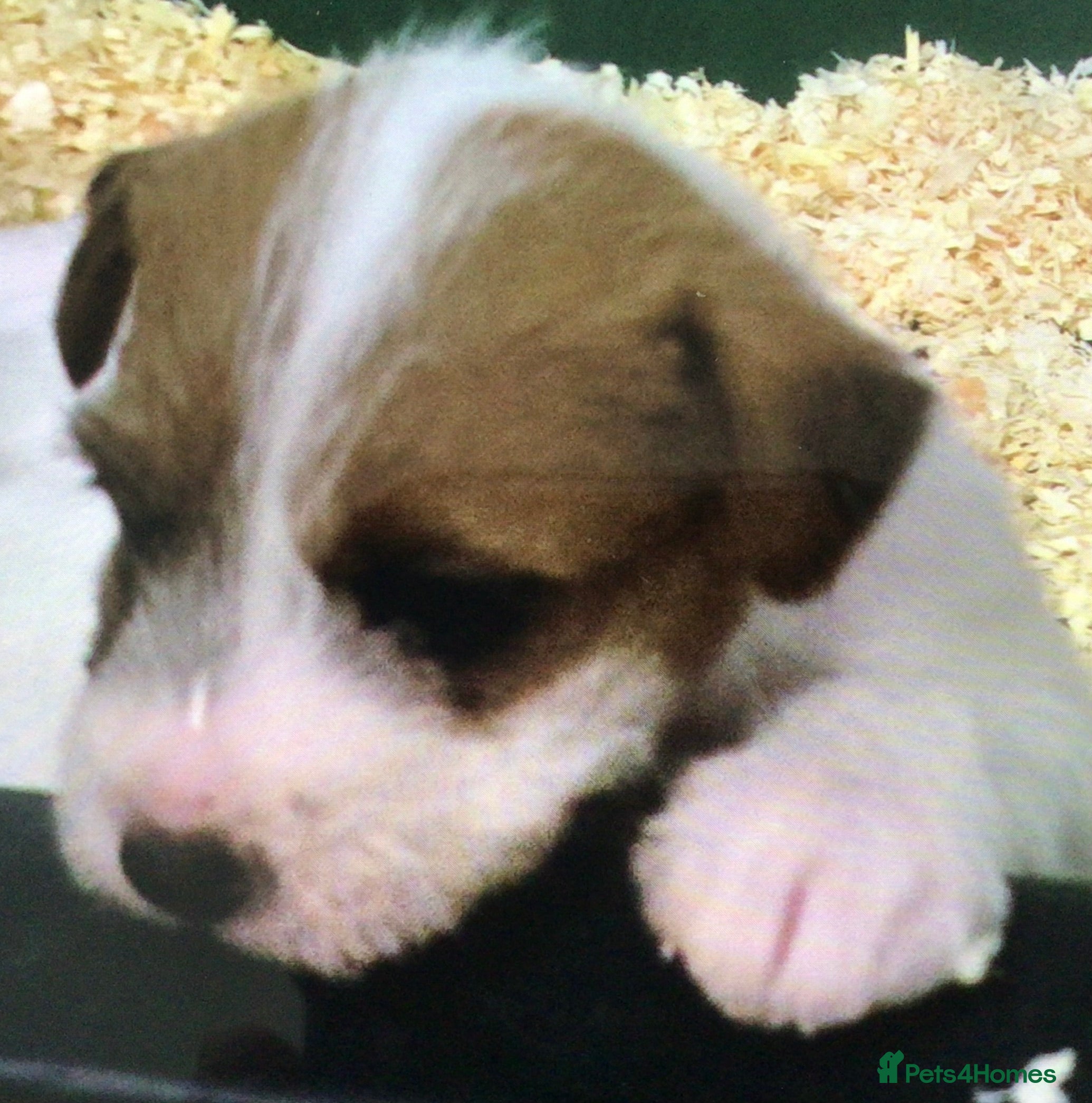 Parson Russell dogs KC Parson Russell  - Advert 6