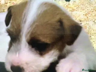 Parson Russell dogs KC Parson Russell - Advert 6