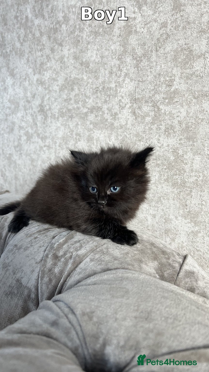 Mixed Breed cats 5 Gorgeous Kittens  - Advert 13