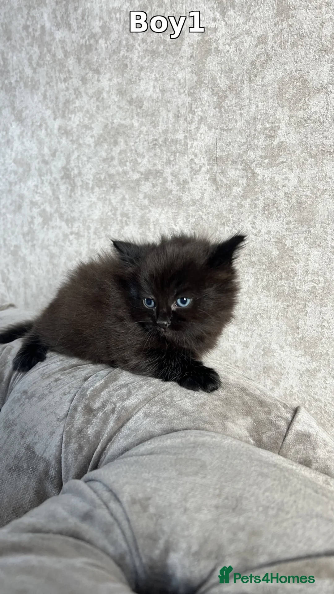 Mixed Breed cats for sale: 5 Gorgeous Kittens  - Advert 1