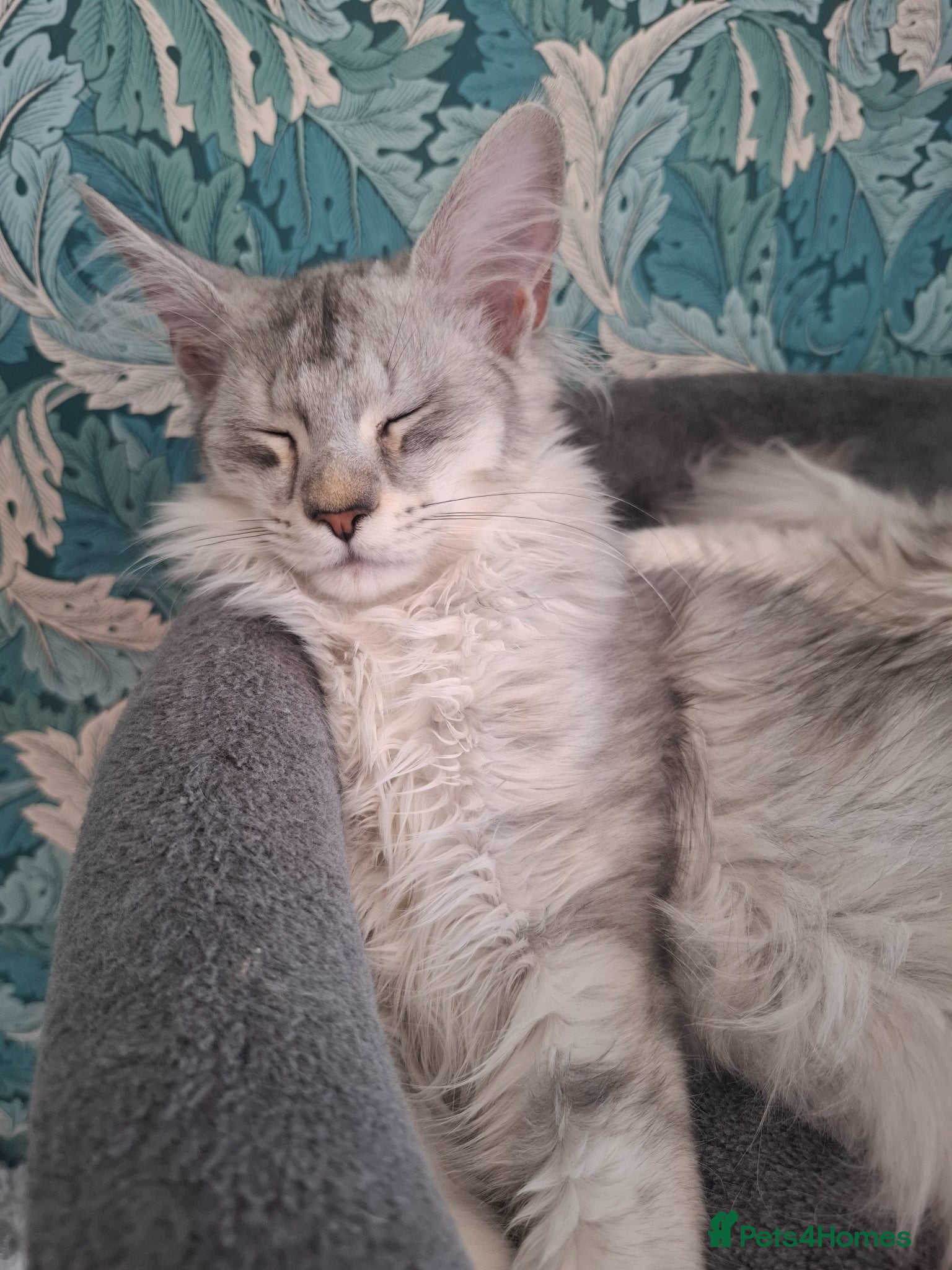 Maine Coon cats Tica Registered Maine Coon Kittens - Advert 3