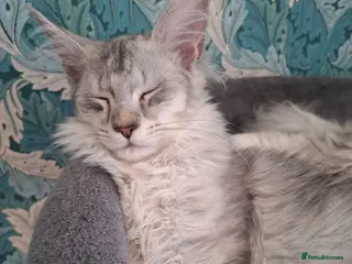 Maine Coon cats Tica Registered Maine Coon Kittens - Advert 16