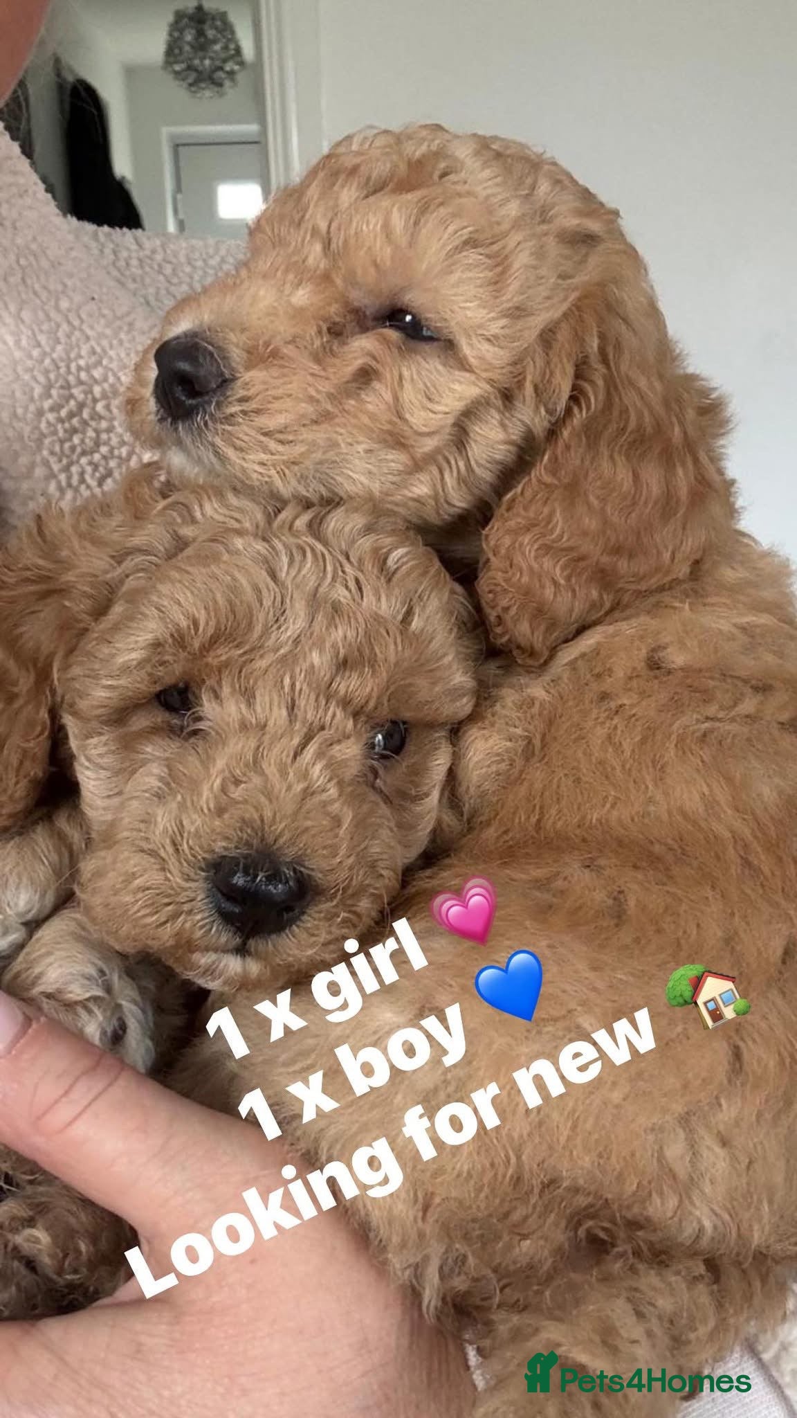 Miniature Poodle dogs 🐾 Miniature Poodle Puppies for Sale 🐾 - Advert 7