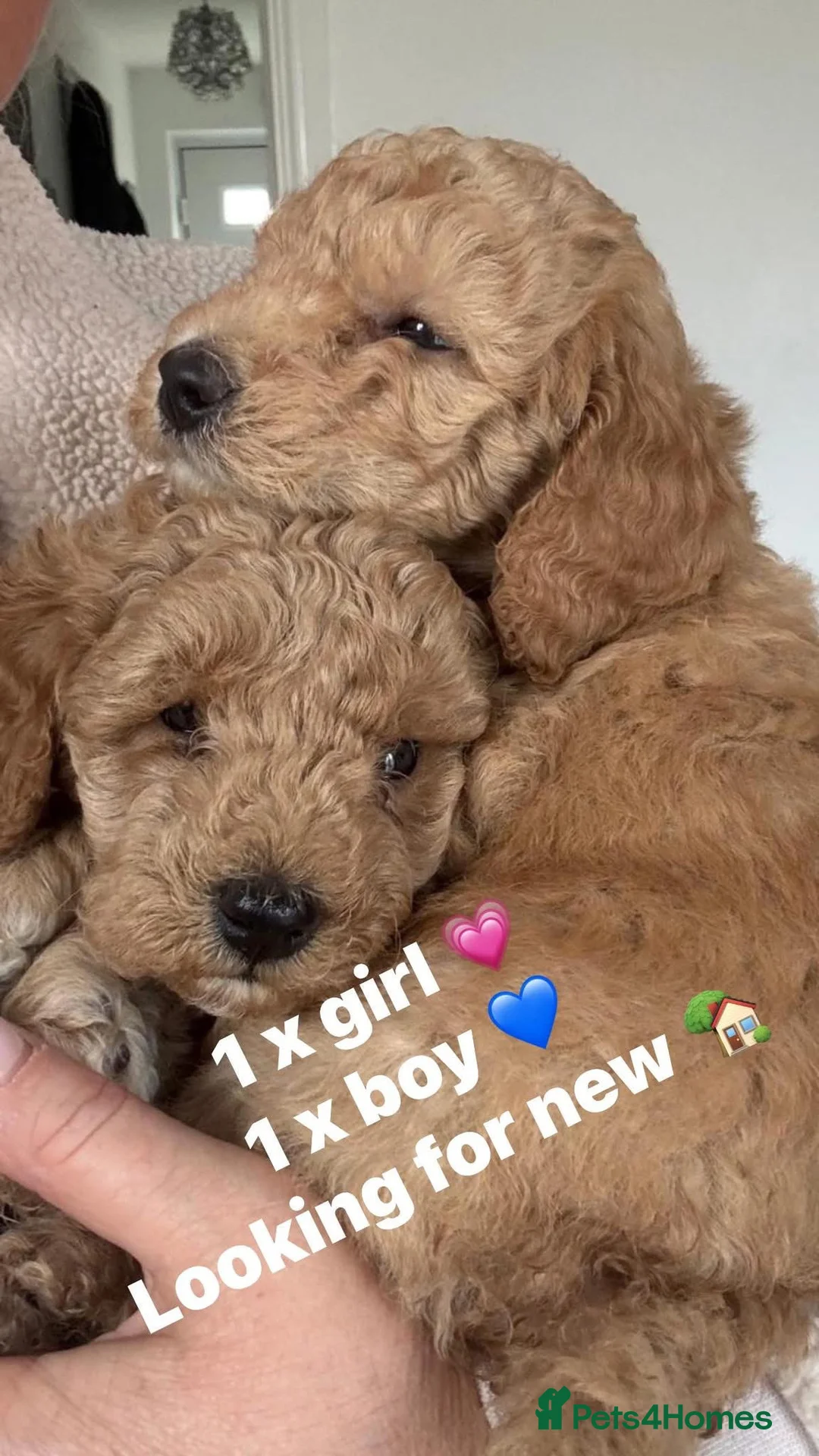 Miniature Poodle dogs for sale: READY TO GO 🐾 Miniature Poodle Puppies🐾 - Advert 1