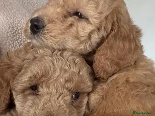 Miniature Poodle dogs 🐾 Miniature Poodle Puppies for Sale 🐾 - Advert 7