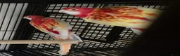 Parakeets birds for sale: Finches canarys doves parakeets parrots  - Advert 1