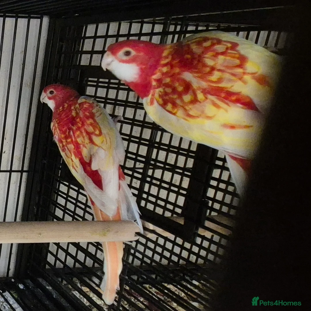 Parakeets birds for sale: Finches canarys doves parakeets parrots  - Advert 1