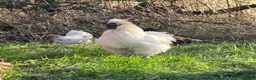 Chickens poultry for sale: 6 x Hatching Eggs available Mixed Bantams  - Advert 5