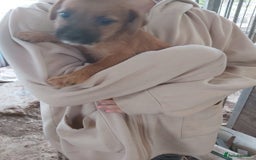 Mixed Breed dogs for sale: 6 lakeland terrier cross bitchs - Image 16
