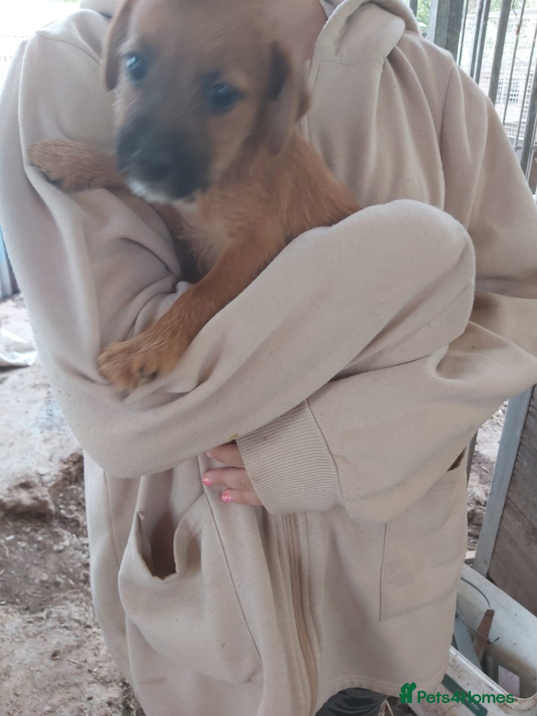 Mixed Breed dogs for sale: 6 lakeland terrier cross bitchs - Image 16