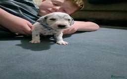Dalmatian dogs for sale: 100% DALMATIAN LITTER - Image 22