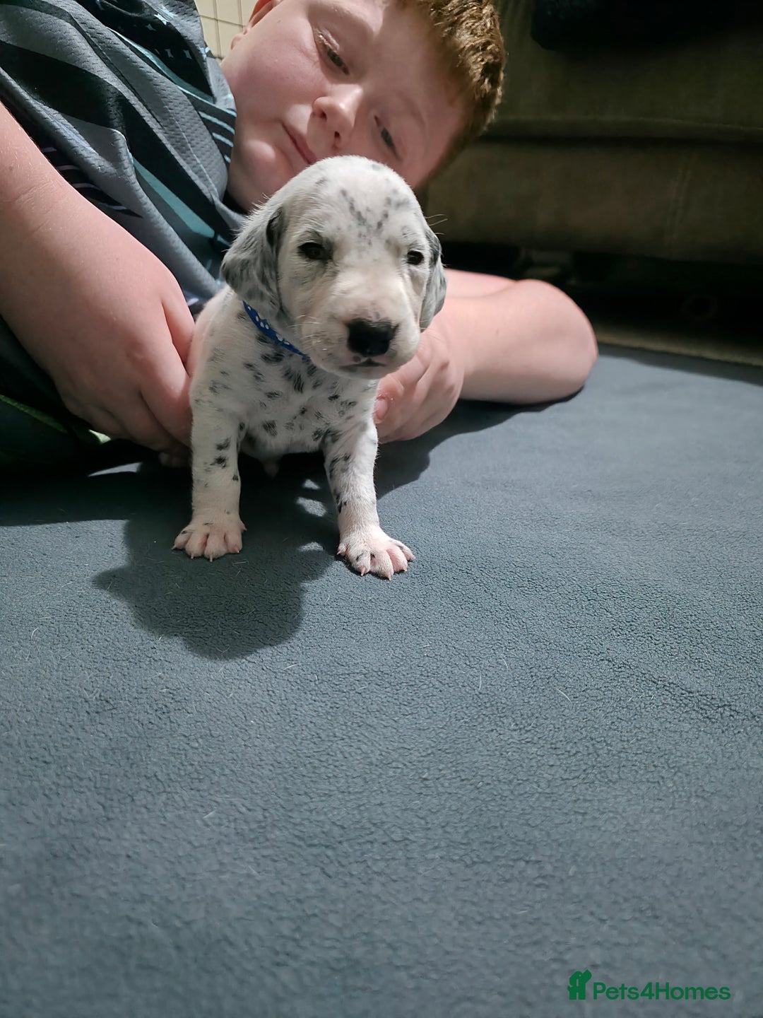 Dalmatian dogs for sale: 100% DALMATIAN LITTER - Image 22