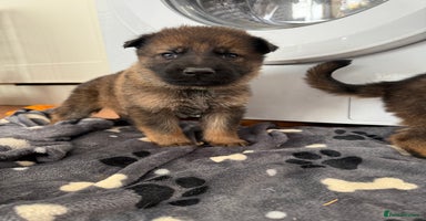 German Shepherd dogs Bred From Extensively Health Tested Parents  - Advert 7