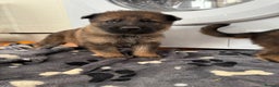 German Shepherd dogs for sale: KC Registered & Bred From Health Tested Parents  - Advert 18