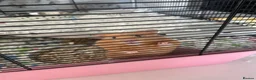 Hamster rodents for sale: Male Syrian Hamster in North Shields - Advert 2