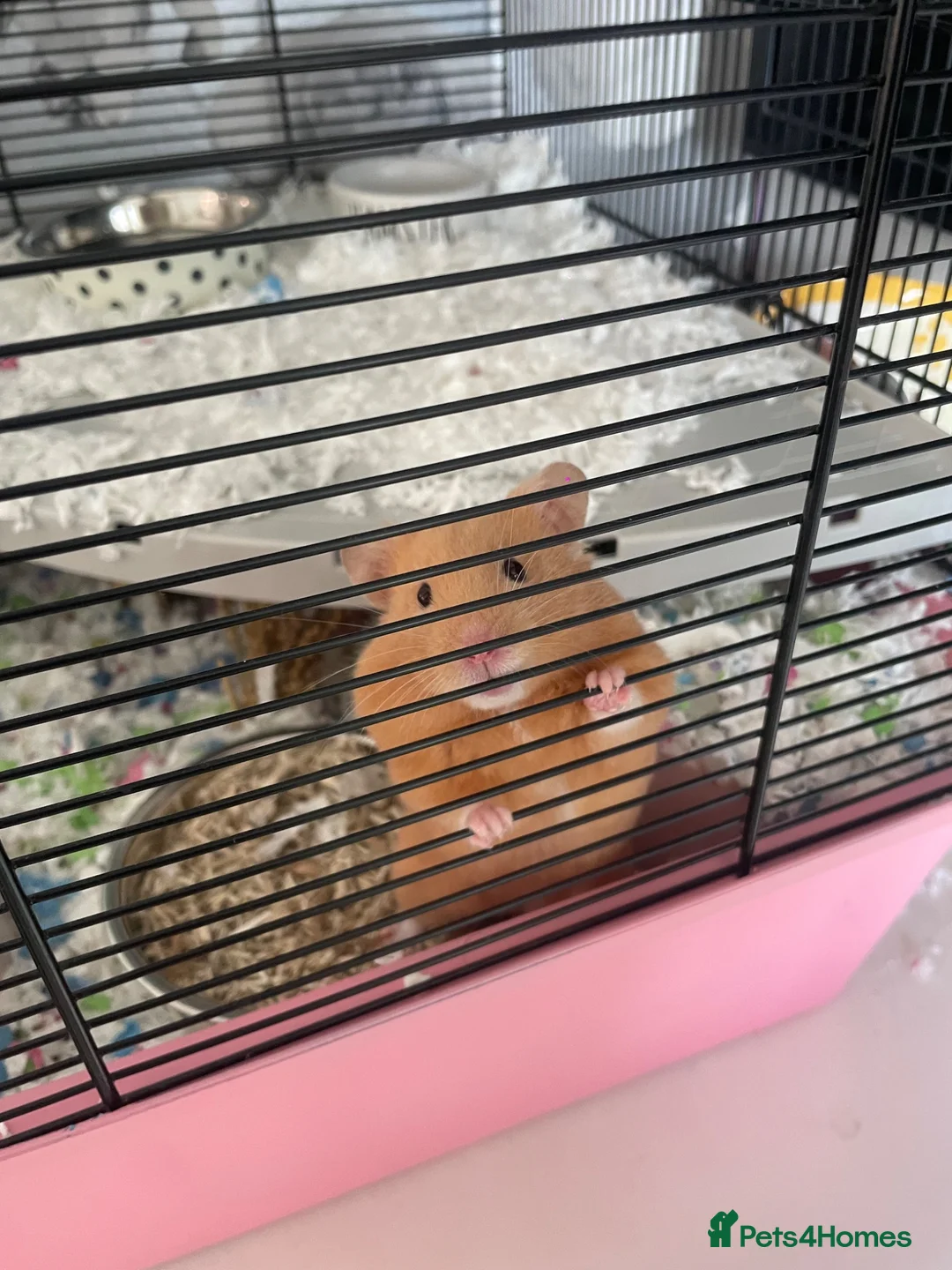 Hamster rodents for sale: Male Syrian Hamster in North Shields - Advert 2