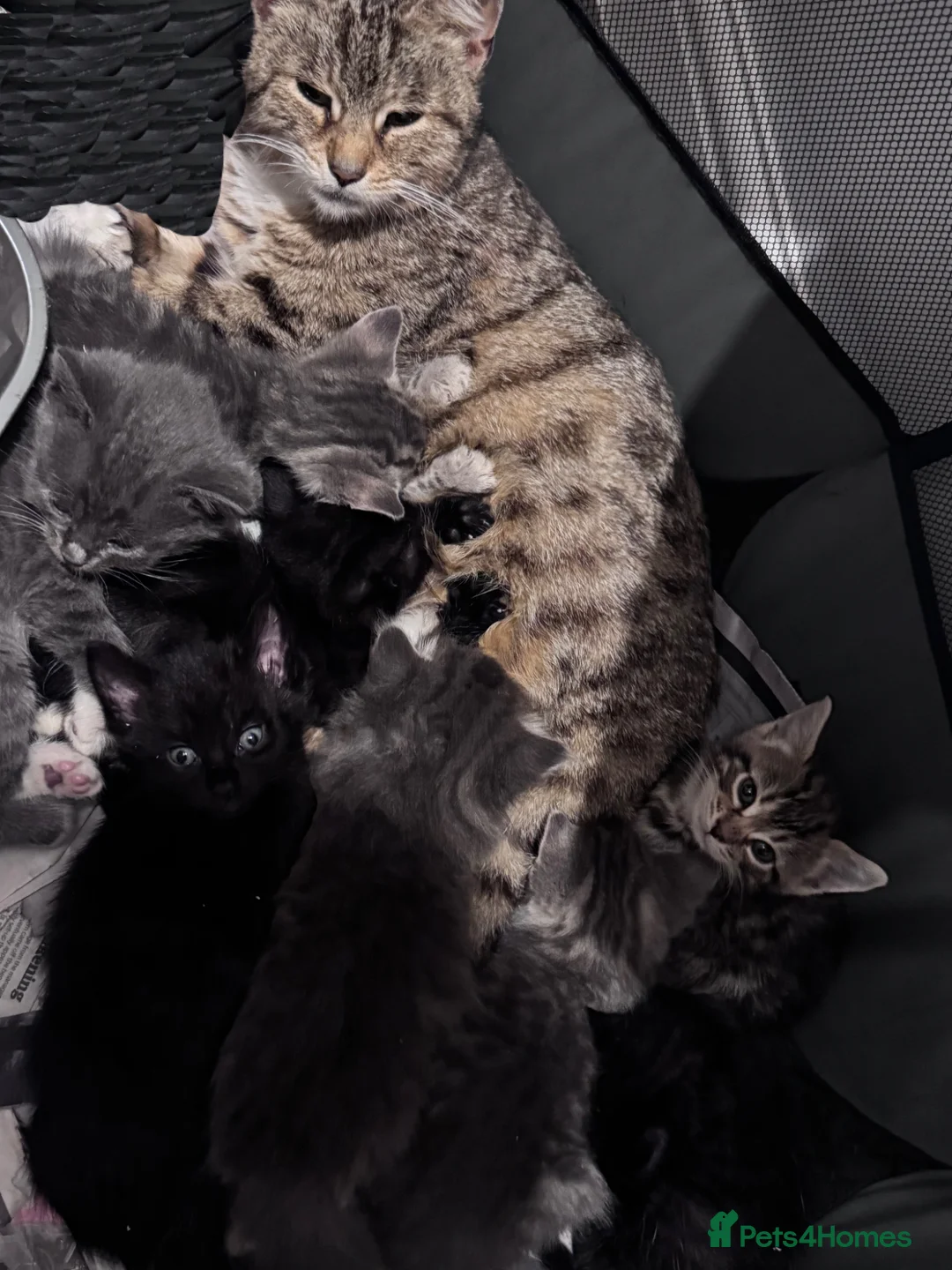 Mixed Breed cats for sale: 7 stunning kittens  - Advert 1
