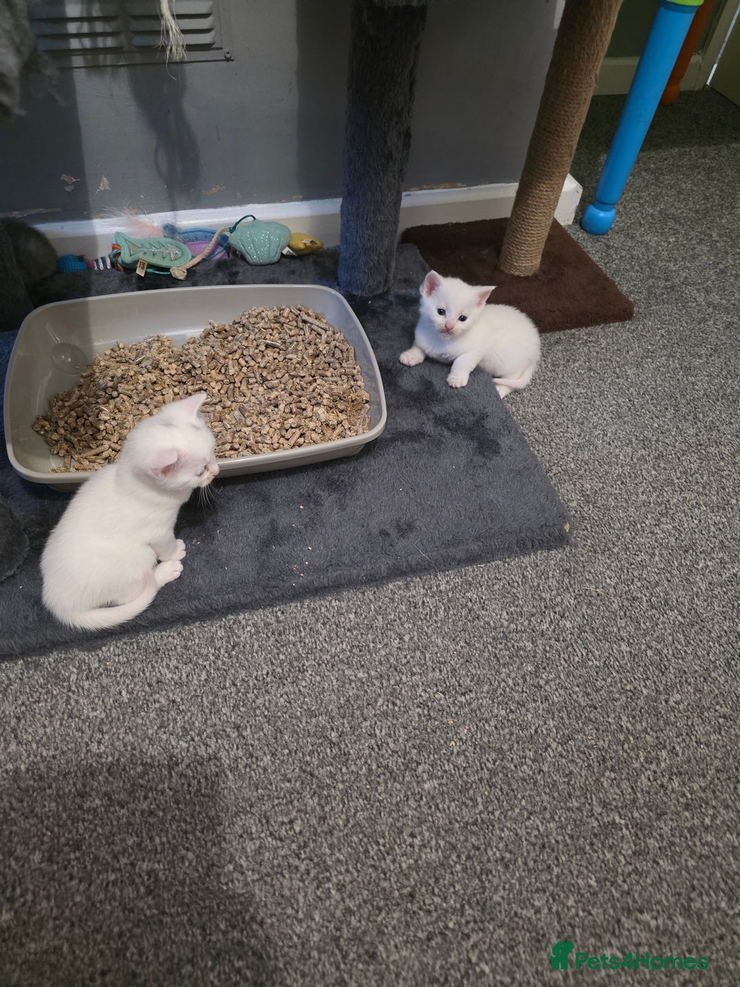 Turkish Angora cats for sale: Turkish angora kittens - Image 9