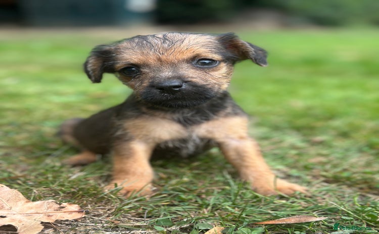 Patterdale Terrier dogs - Advert 4