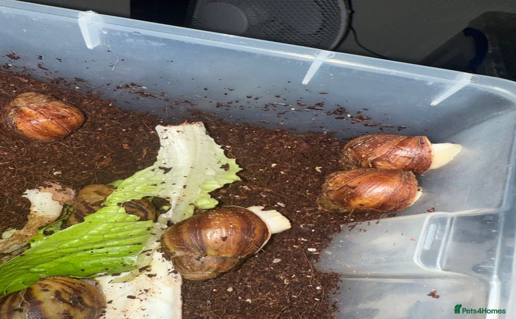 Snails invertebrates - Advert 3