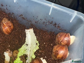 Snails invertebrates - Advert 11