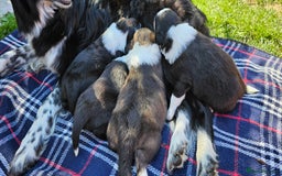 Sprollie dogs for sale: Puppies from Border Collie  - Image 8