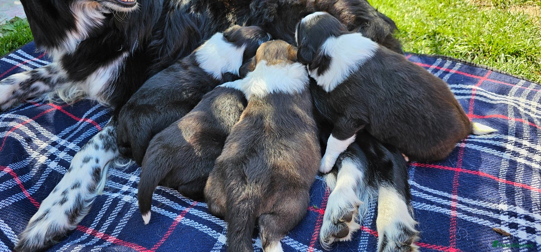 Sprollie dogs for sale: Puppies from Border Collie  - Image 8